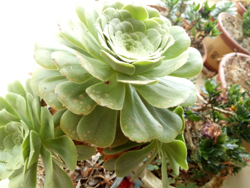 大蒜泡水浇花杀虫管用吗,大蒜水和辣椒水浇花能杀虫吗