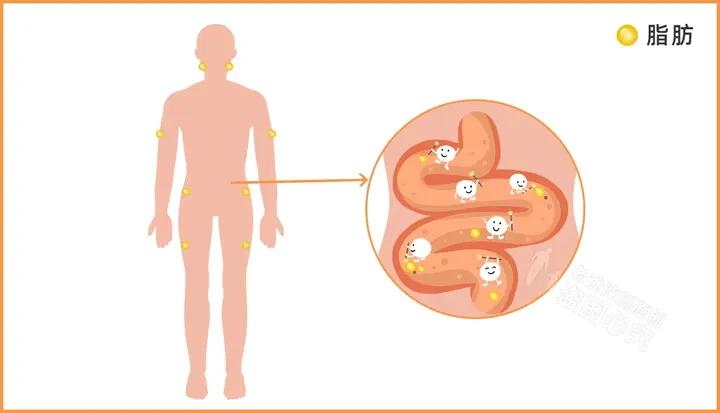 酵素类食品可排毒瘦身真的靠谱吗,酵素真的能减肥通便吗