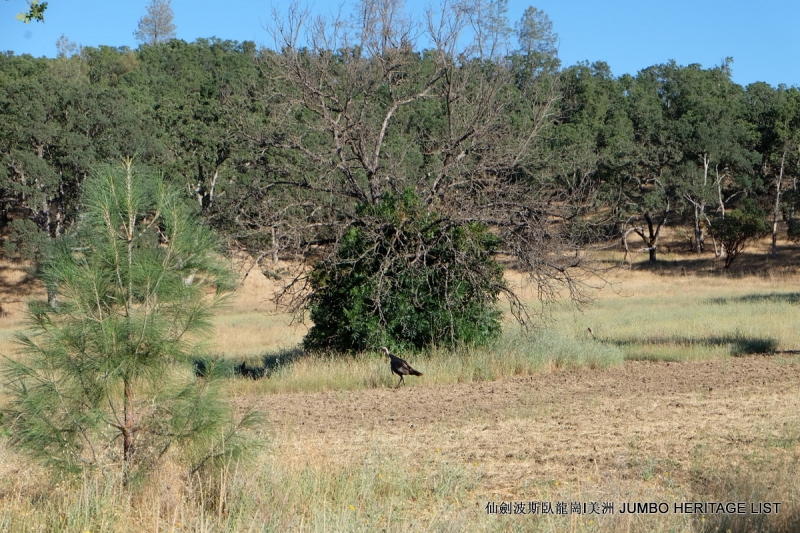 第3045回:人生一世草生一春,来如风雨去似微尘