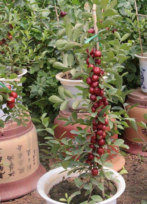 价值被低估的水果“李子祖先”,含钙量堪比牛奶,村民却拿它喂猪