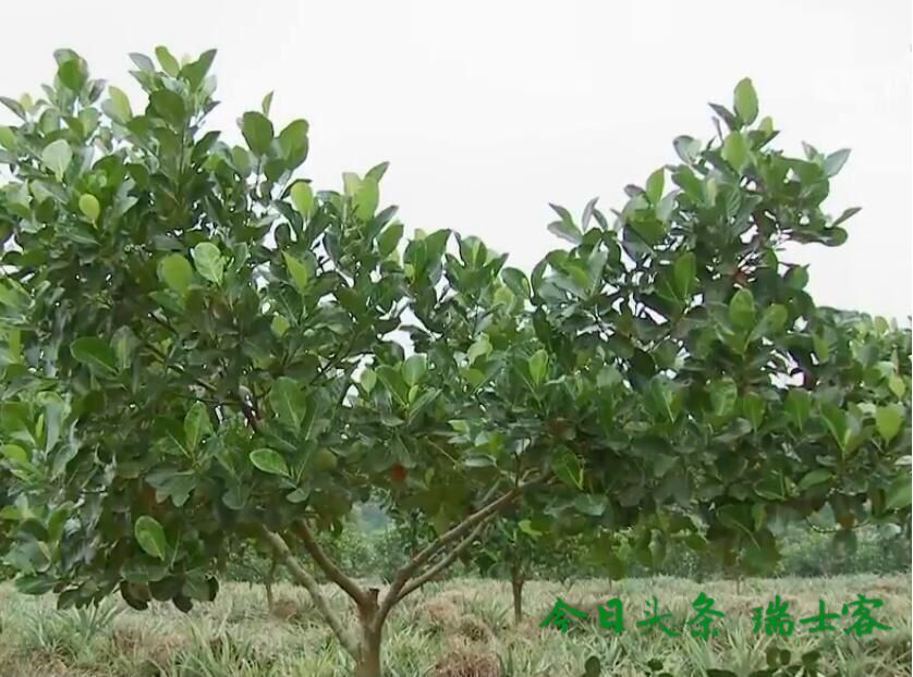 菠萝蜜种植几年结果,种了几年的菠萝蜜不结果怎么办