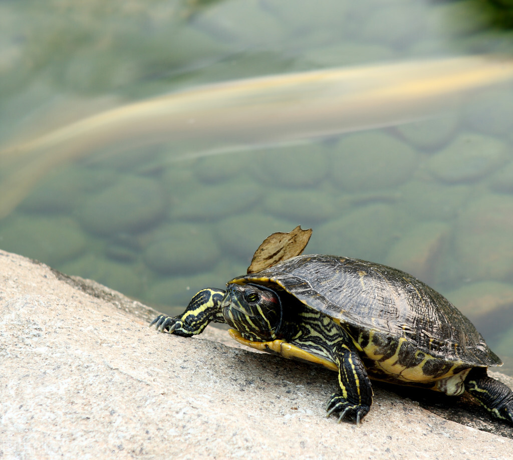 什么龟寿命最长又可饲养,龟最长的寿命多长时间