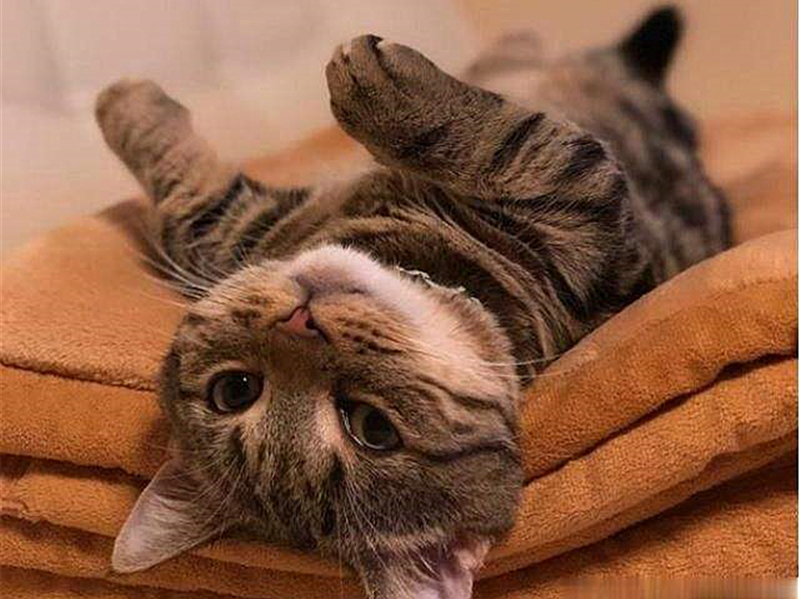 猫咪有这些特征说明它已经认主了,猫咪什么时候开始认主