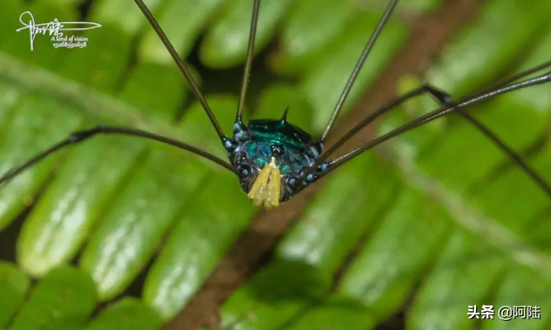 我的昆虫记封面,我的昆虫记作文300字