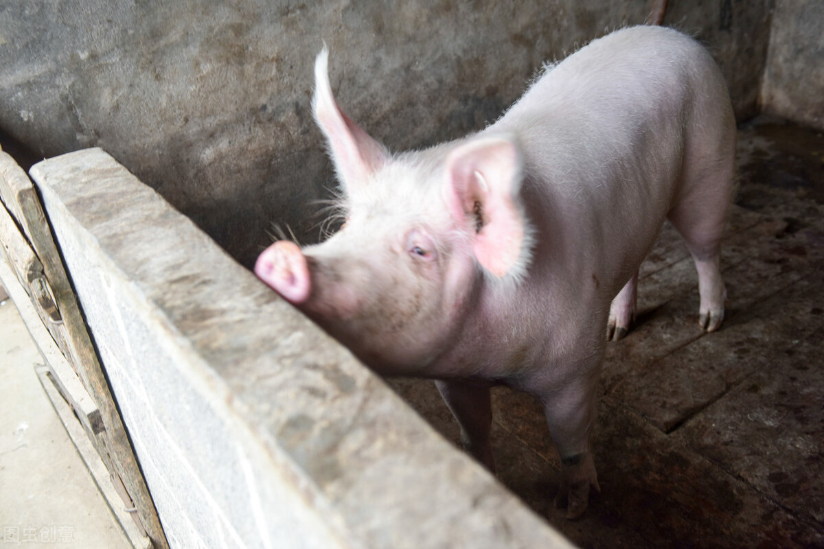 母猪便秘不吃食越来越瘦,怀孕母猪便秘不吃怎么办快速解决
