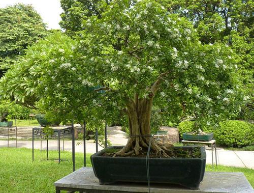 养一盆九里香能满屋飘香吗,如何养好九里香树