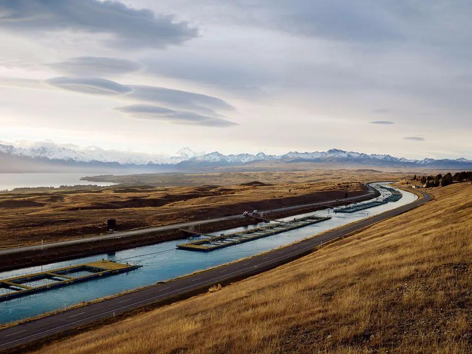 新西兰最有名三文鱼,新西兰帝王鲑三文鱼视频