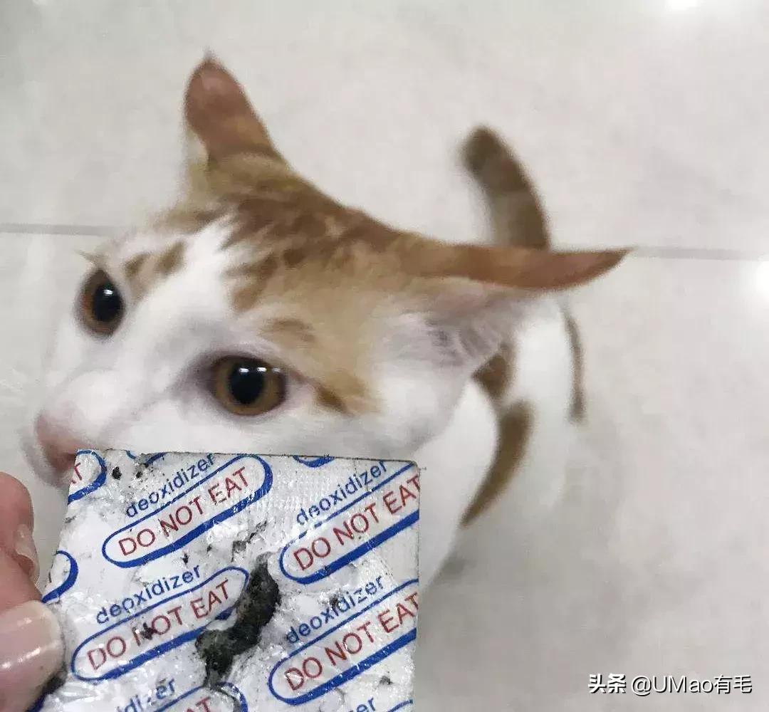 厨房是猫咪的修罗场，随便一项就能重伤