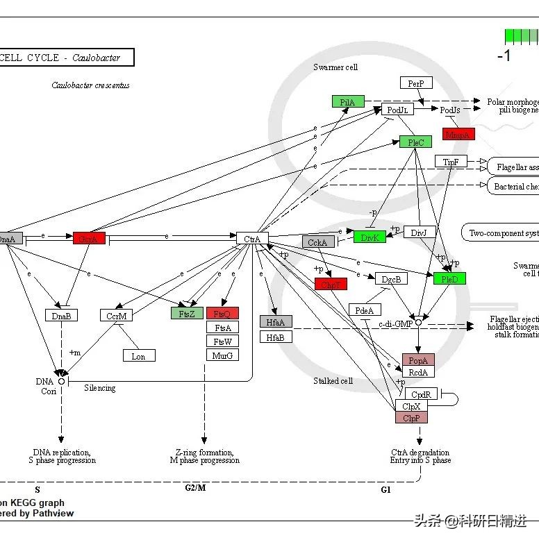 高通量测序和低通量测序的区别,高通量测序文库类型