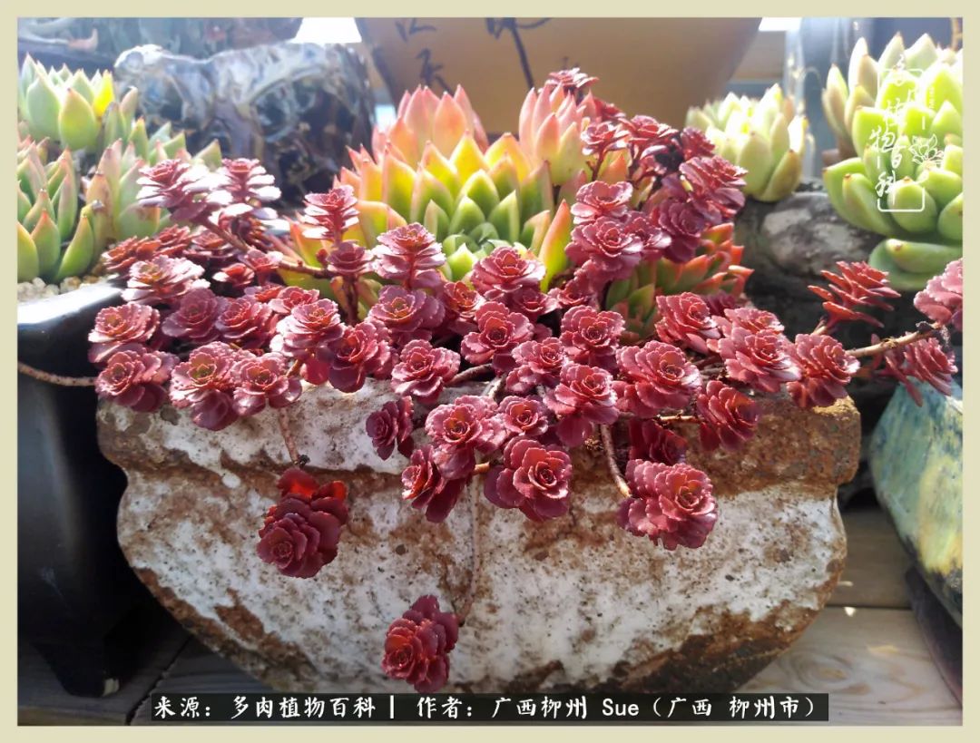 艳阳高照凉爽贵州,我要勤快地捕捉美好!(二)