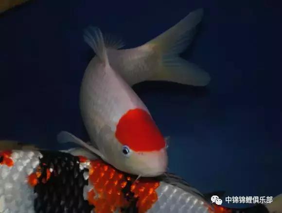 院子鱼池养入门锦鲤,新手养锦鲤和金鱼要用哪些设备