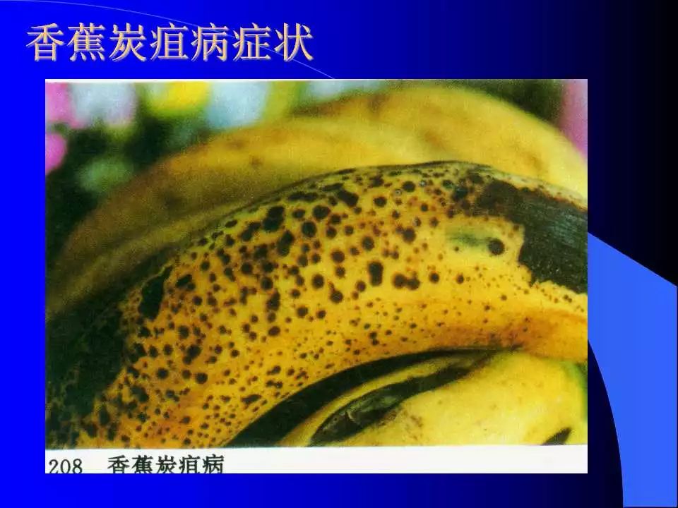 如何识别植物炭疽病和叶斑病,植物炭疽病的介绍