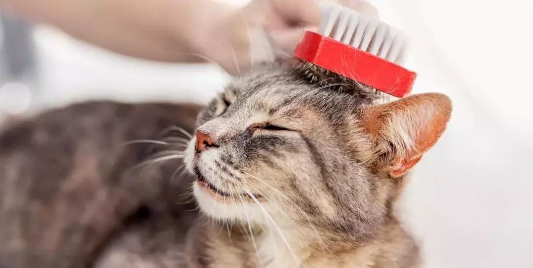 给猫梳毛能防止掉毛吗,给猫梳毛为什么猫会舒服