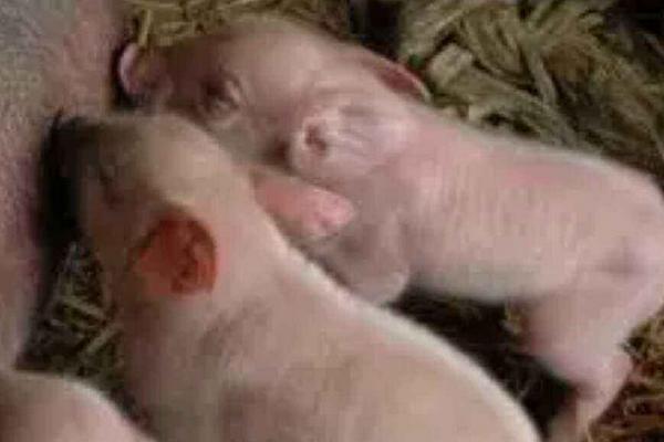 养殖户小猪拉稀,猪场养殖户仔猪拉稀