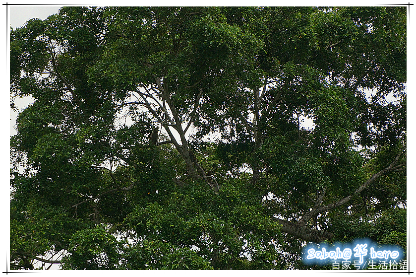 马来西亚沙巴行最新视频,马来西亚沙巴5天游