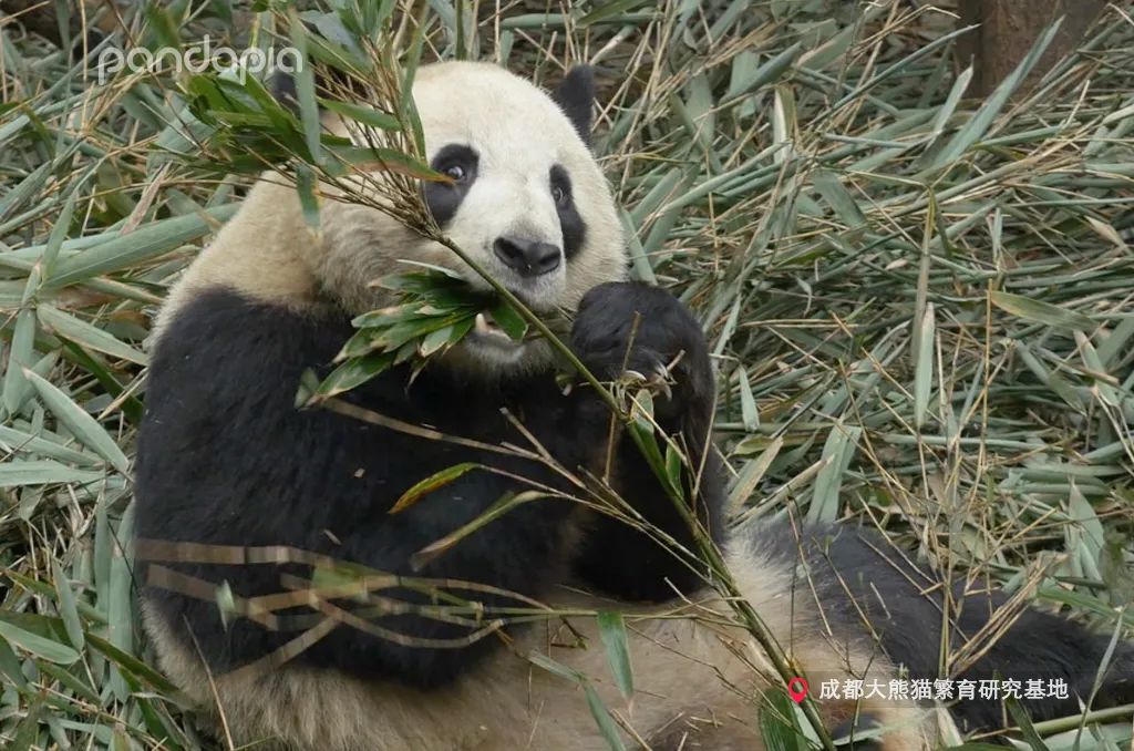 大熊猫快速吃竹笋,大熊猫吃竹子图片