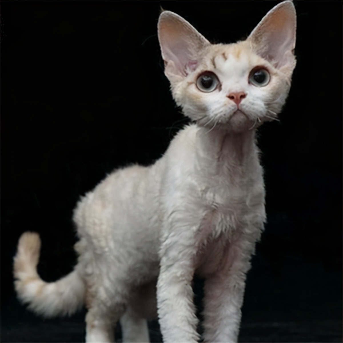 最适合新手养的猫咪性价比高,最好养的十大猫咪排行