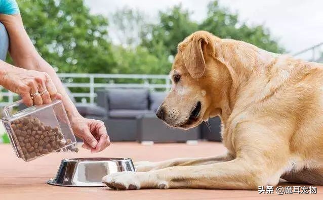 狗狗有泪痕是吃盐吃的吗,有人说狗狗不能吃巧克力