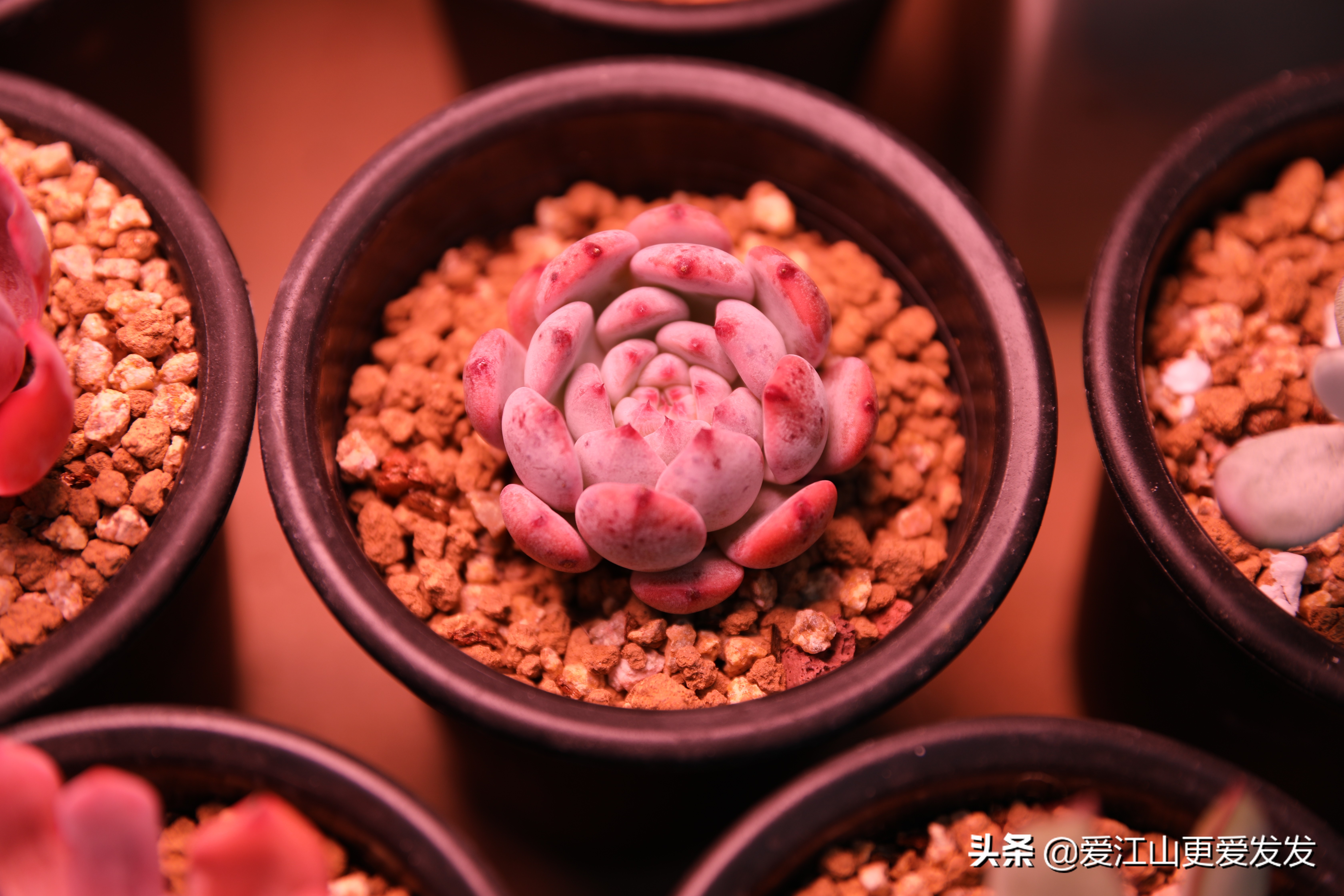 冬天花草枯萎怎么处理,植物受冻过如何快速修复