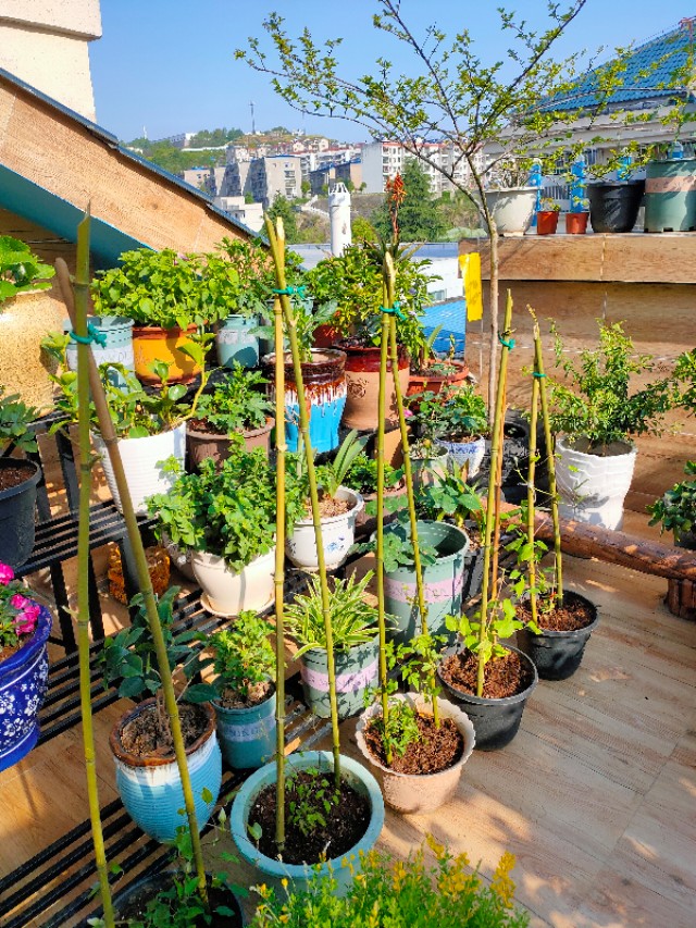 自制花架省钱又漂亮,自制花架全部教程