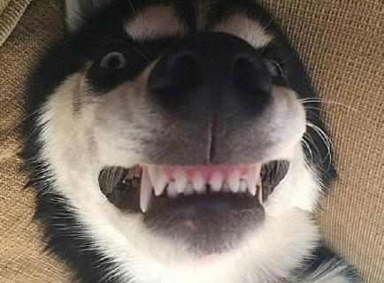 一些常见的宠物狗价格是多少,10种常见的宠物狗价格