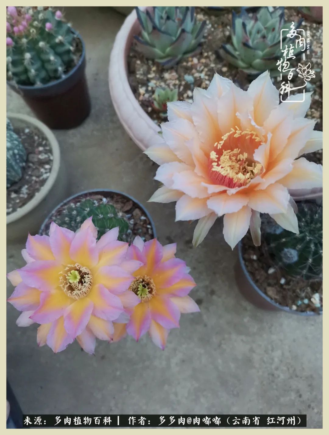 这个春天我们一起去赏花,这个季节我们一起去看花