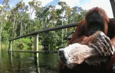 bbc纪录片揭露残忍人类对待动物,bbc动物纪录片造假事件