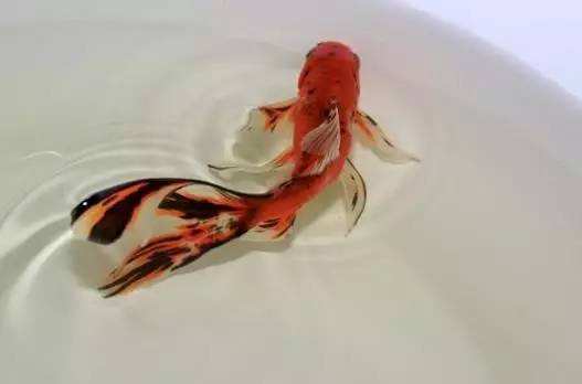 各种金鱼的特点都是什么,品种繁多的金鱼是由什么决定的