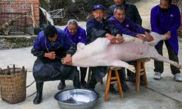 普通屠夫的真实生活,屠夫的真实秘密