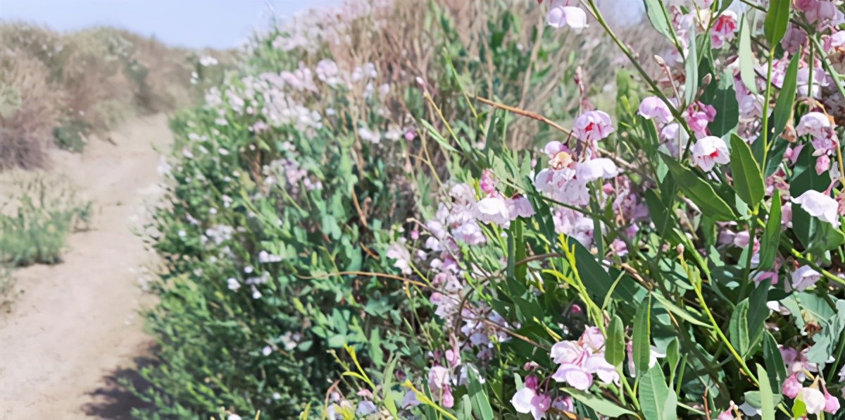 徒步西藏敦煌攻略,徒步走敦煌莫高窟