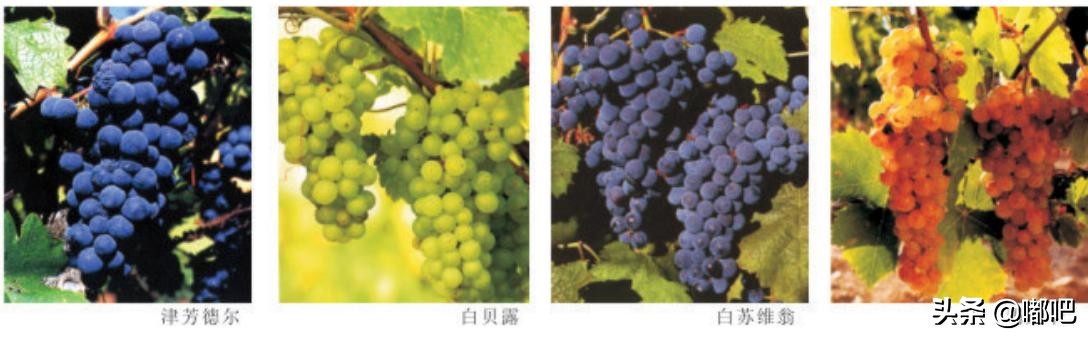 春节买葡萄酒,春节买葡萄酒需要注意哪些地方