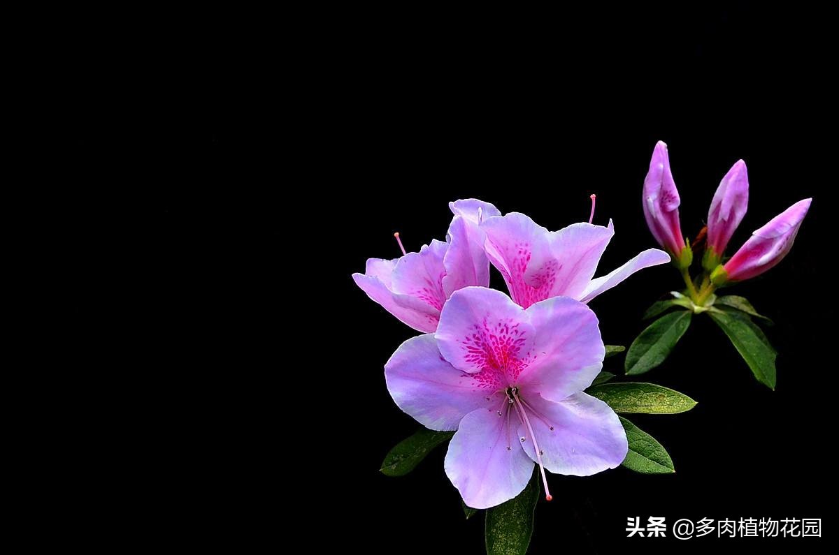 杜鹃花秃头了,杜鹃花掉叶子的原因和解决方法