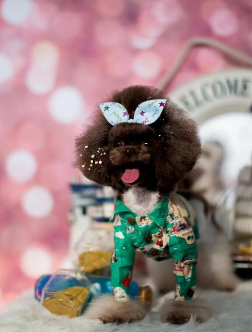 想养泰迪这6个缺点你可得想好了,怎么样来把泰迪养的又乖又漂亮呢