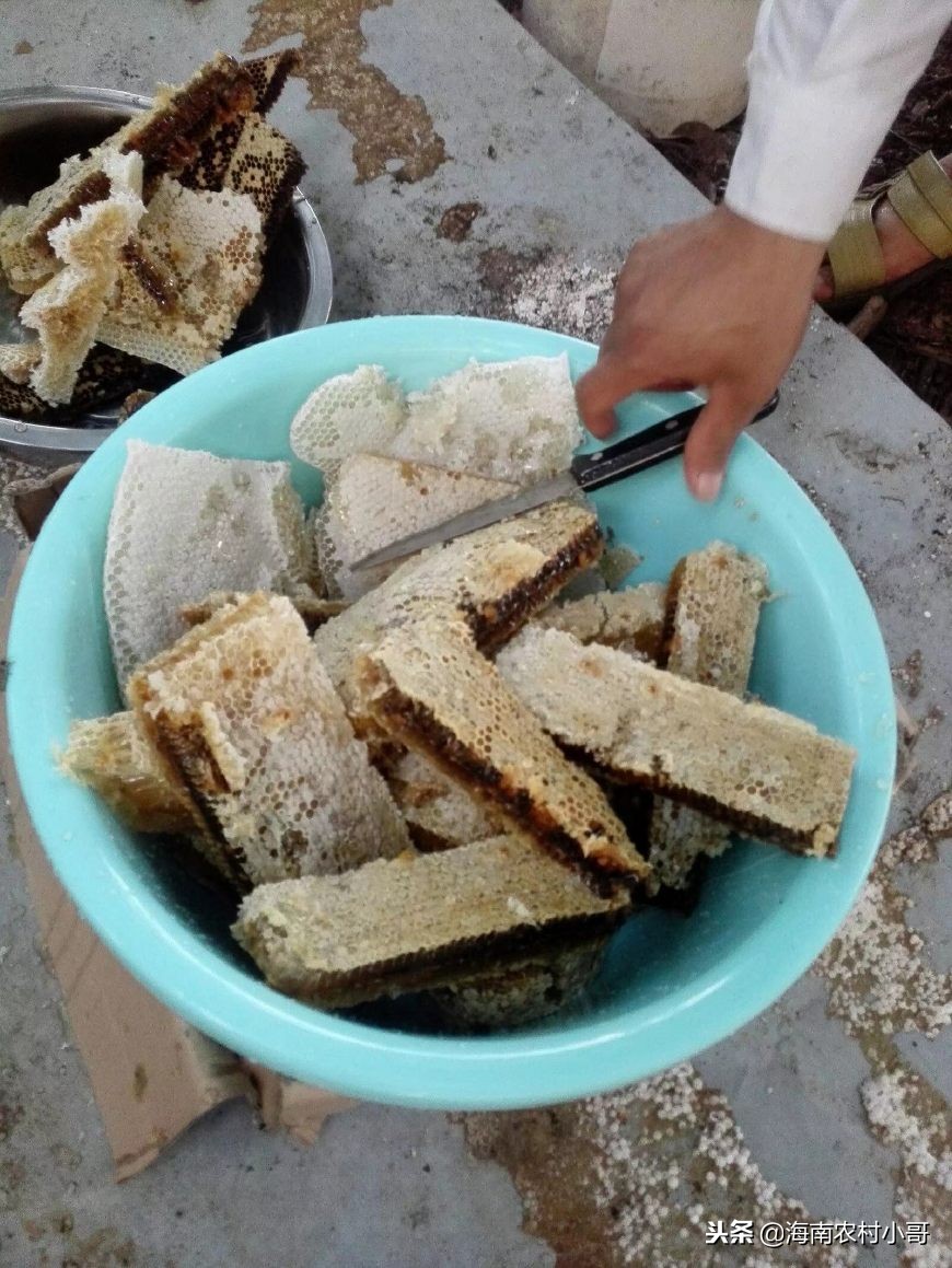 养殖蜜蜂用什么酿蜜,蜜蜂如何养殖如何提高蜂蜜产量