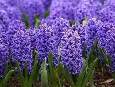 1到100朵红玫瑰花的寓意和花语,助人为乐善良可爱是哪种花的花语