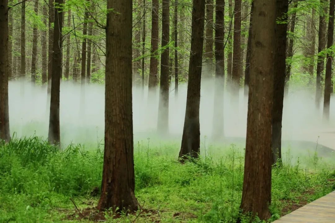 森氧之地,秋游必选!金湖万亩水上森林,真的别有趣味