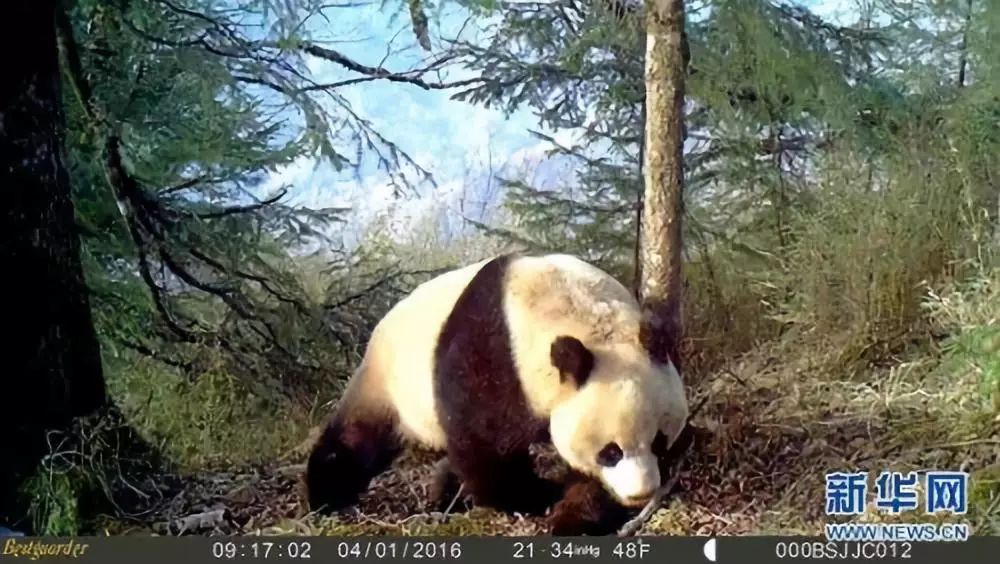 陇南各县城区面积排名,陇南缤纷城