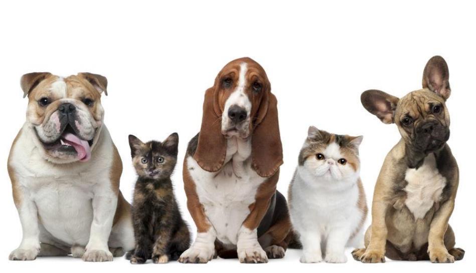 5种最受欢迎的狗狗你养了哪一种,哪个品种的狗狗又好养又乖巧懂事