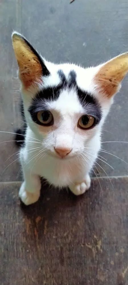 白猫头上一撮黑毛而且很凶,当猫戴上了金箍