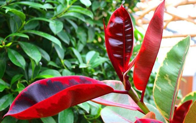 养护橡皮树注意“5点”，叶绿锃亮花开不断，不愧绿色“吸尘器