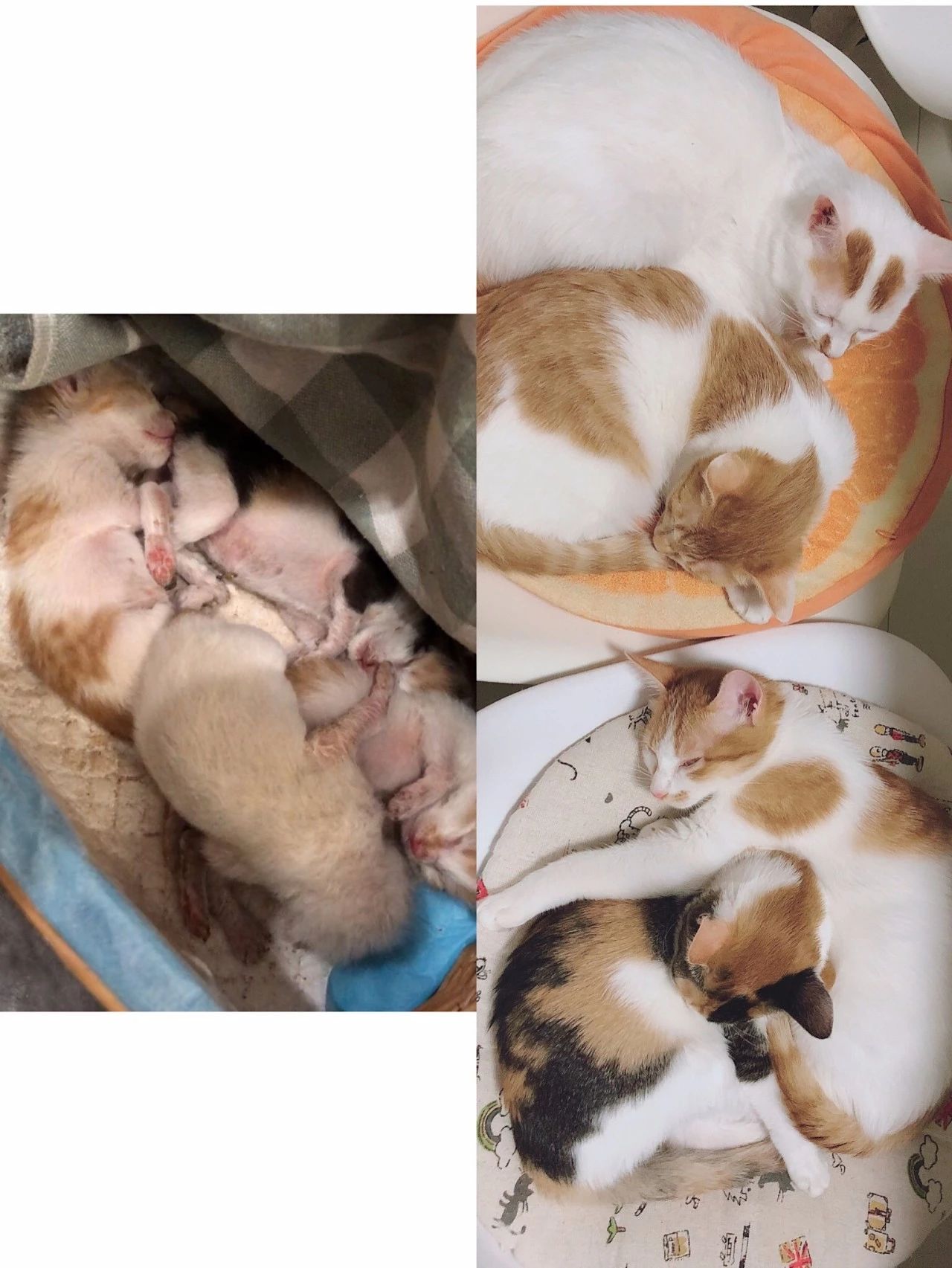 小奶猫喝了羊奶拉稀怎么办,奶猫喝凉牛奶会拉稀吗