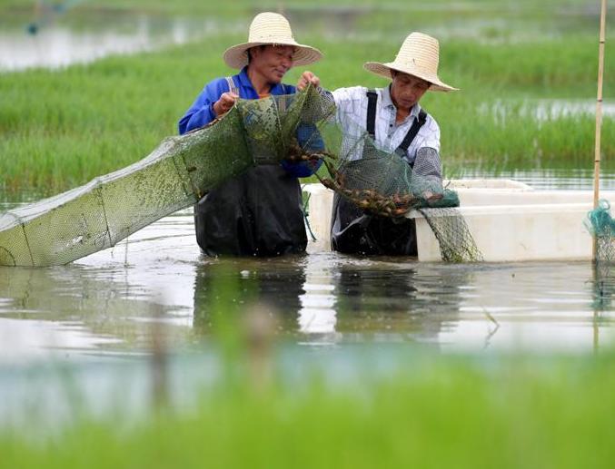 投放早春小龙虾苗注意哪些,小龙虾养殖技术方法和注意事项