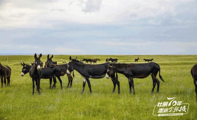 甘肃宝藏最多的地方,甘肃这座宝藏小城