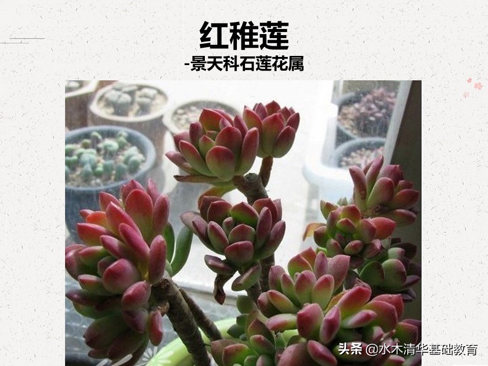 梦幻女王多肉植物百科图谱,原产地多肉植物图谱pdf