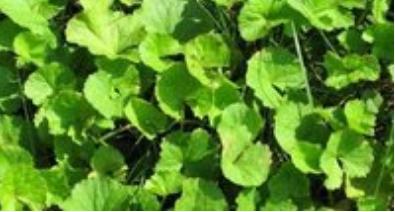 整合——28种青草药,赶快收藏备用!