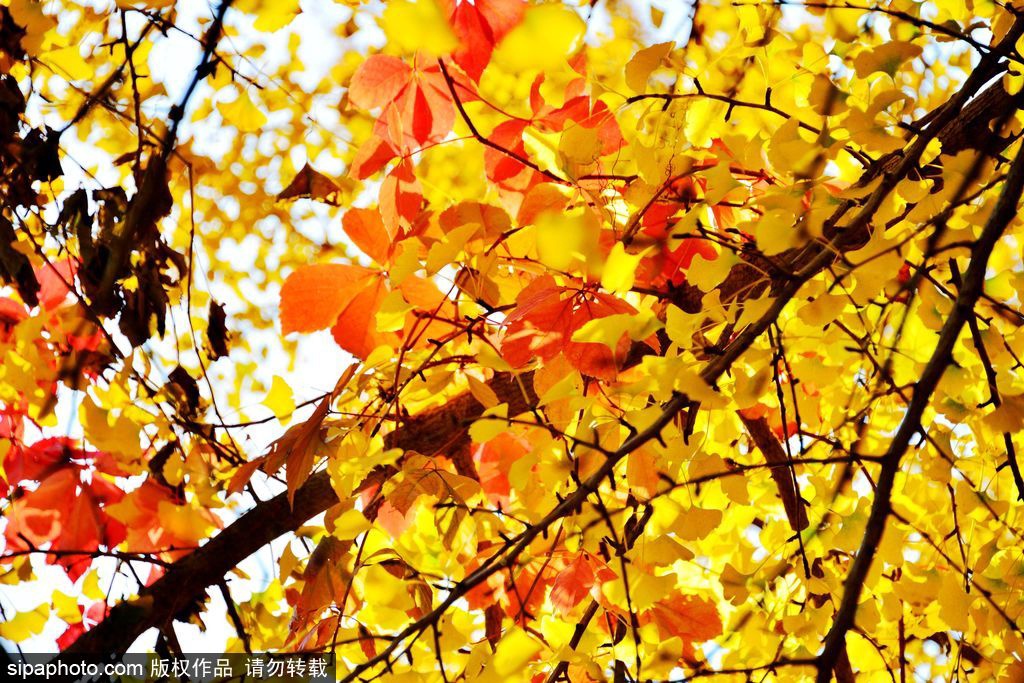 17处京城绝美银杏观赏点，看看有没有家门口的？