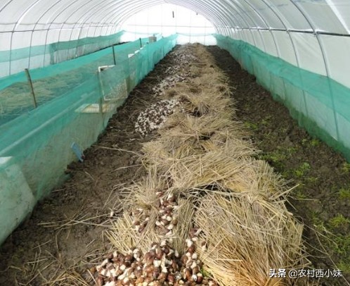 蜗牛怎么养殖挣钱吗,蜗牛怎么培养