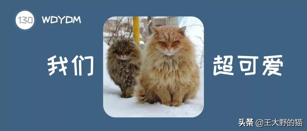 长不大的猫咪都有哪些品种,白色带渐黄短毛猫咪品种大全