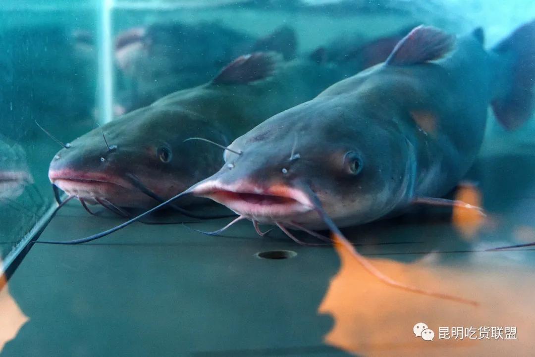 昆明藏在巷子里的酸汤火锅,昆明酸汤火锅