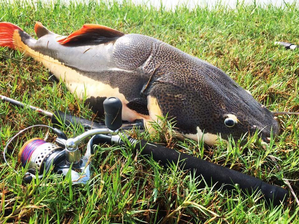 红尾鲶厉害吗,李大毛钓红尾鲶